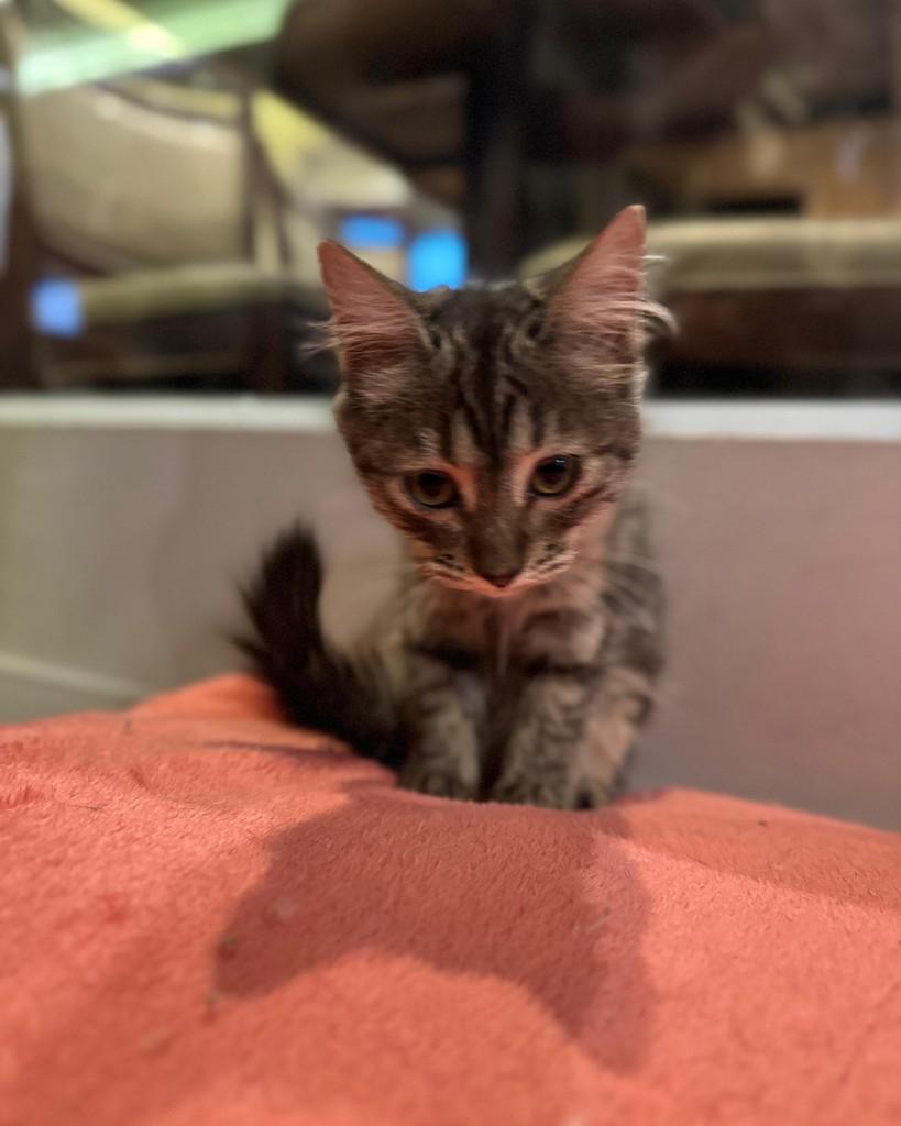 Galak, gata para adoção em Sorocaba - SP