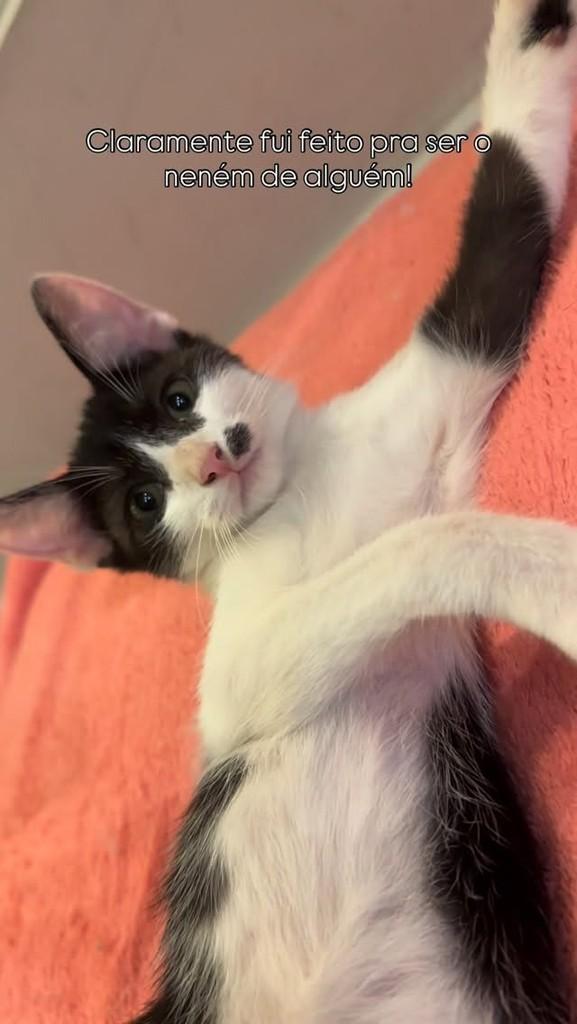 Teco, gato de porte pequeno para adoção em Sorocaba - SP