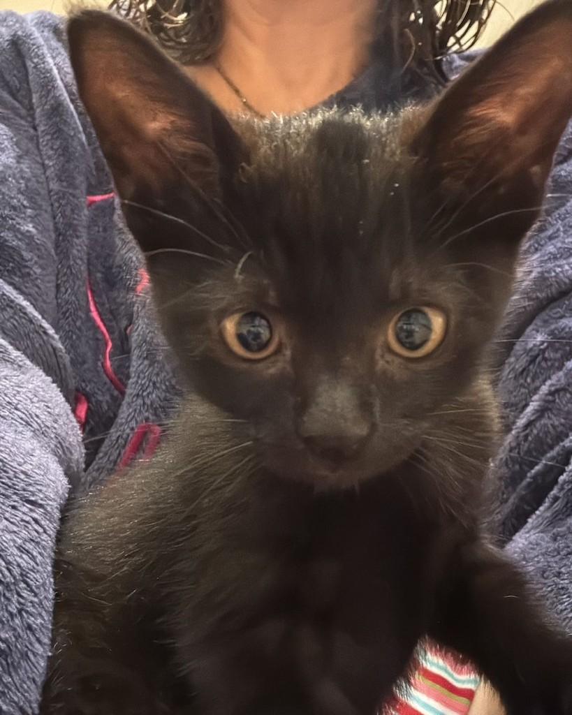 Juliano, gato de porte pequeno para adoção em Sorocaba - SP