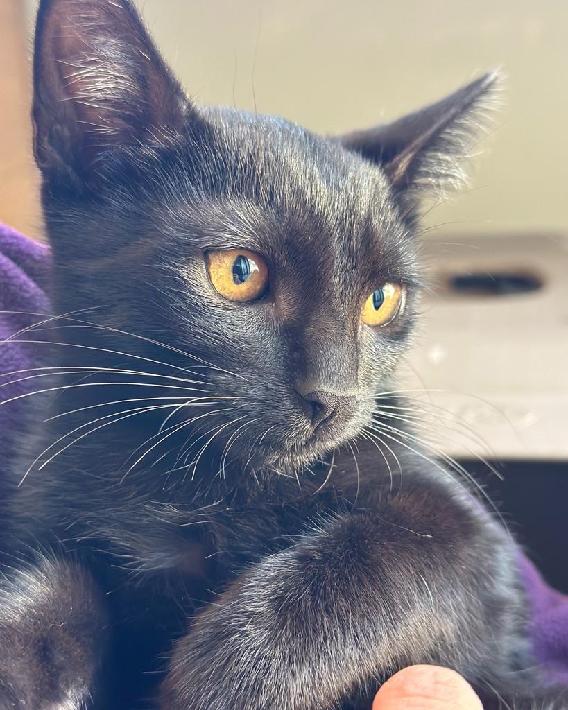 George, gato de porte pequeno para adoção em Sorocaba - SP