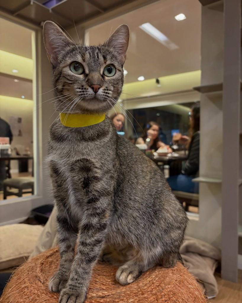 Carminha, gata de porte médio para adoção em Sorocaba - SP