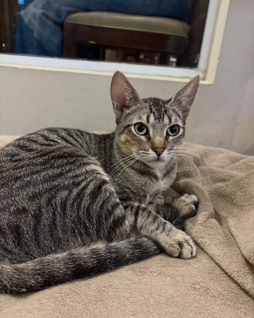 Lucas, gato de porte médio para adoção em Sorocaba - SP