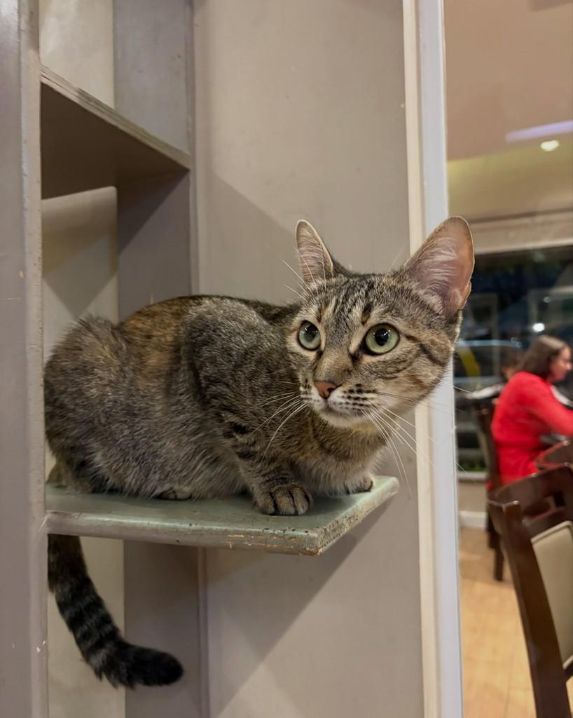 Nancy, gato de porte pequeno para adoção em Sorocaba - SP
