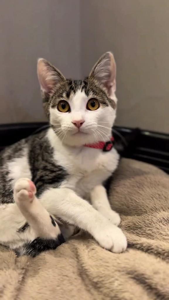 Raissa, gata de porte pequeno para adoção em Sorocaba - SP