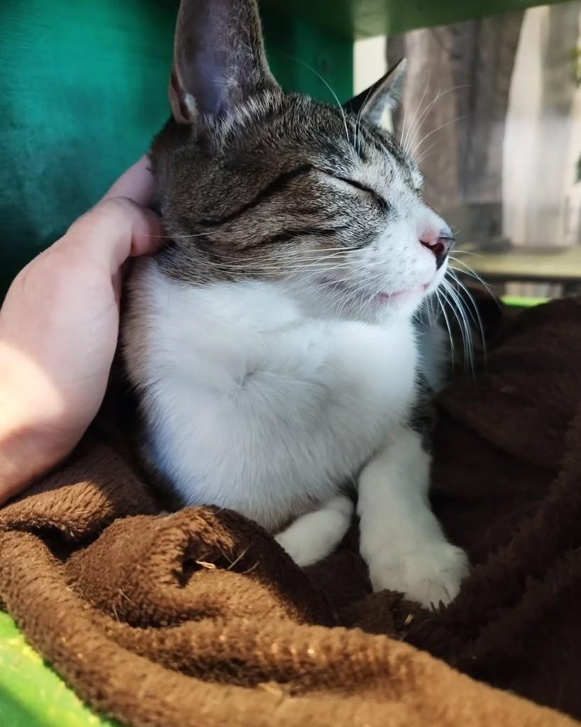 Adão, gato para adoção em Sorocaba - SP