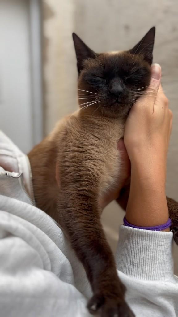 Milka, gata para adoção em Sorocaba - SP