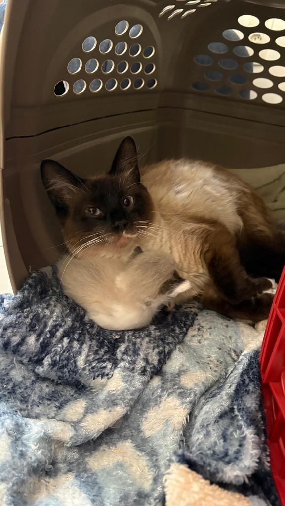 Delfim, gato de porte pequeno para adoção em Sorocaba - SP