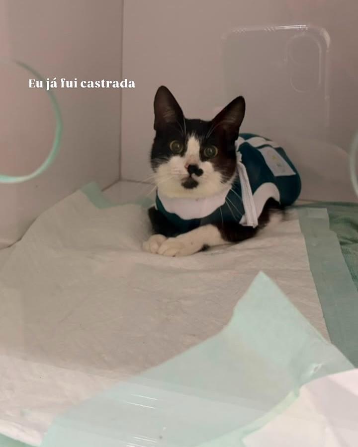 Luna, gata de porte pequeno para adoção em Sorocaba - SP