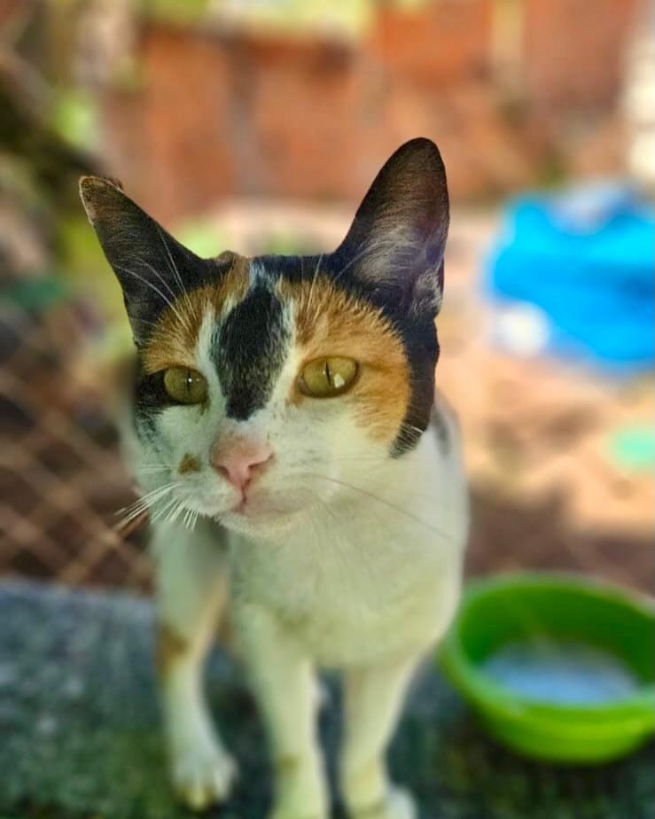 Diamante, gata de porte pequeno para adoção em Sorocaba - SP