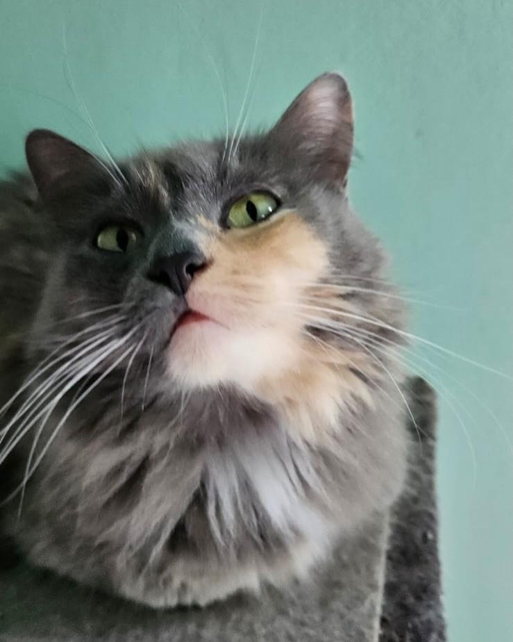 Jujuba, gato de porte pequeno para adoção em Sorocaba - SP
