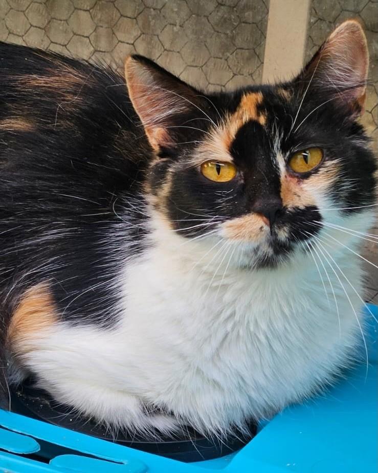 Tryx, gato para adoção em Araçoiaba da Serra - SP