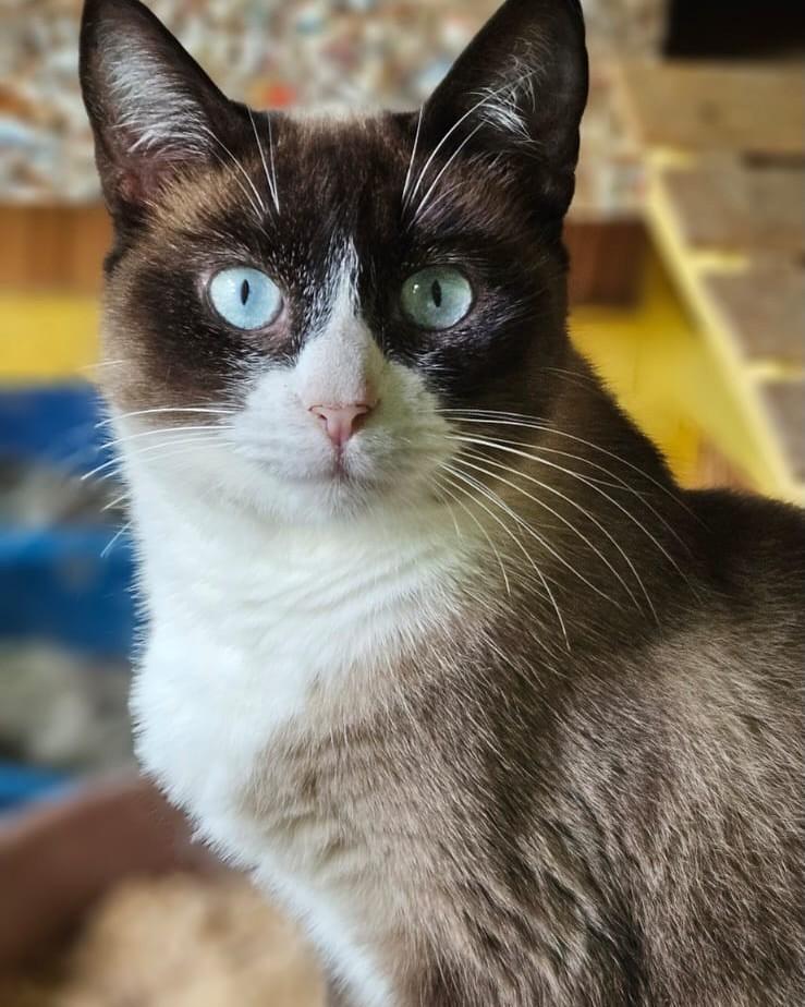 Suki, gata de porte médio para adoção em Sorocaba - SP