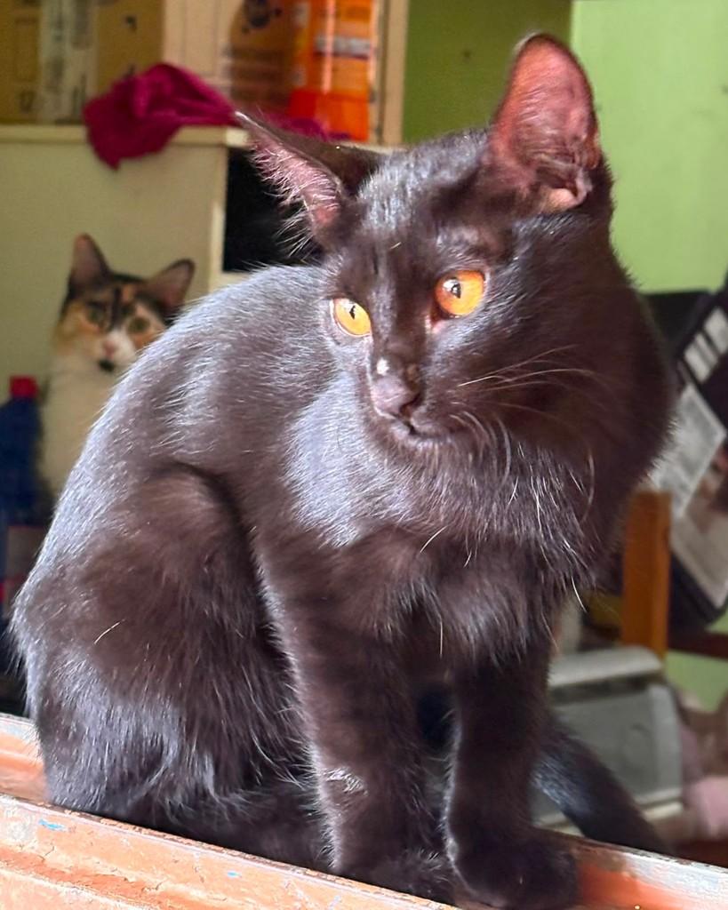 Felipe, gato de porte pequeno para adoção em Sorocaba - SP