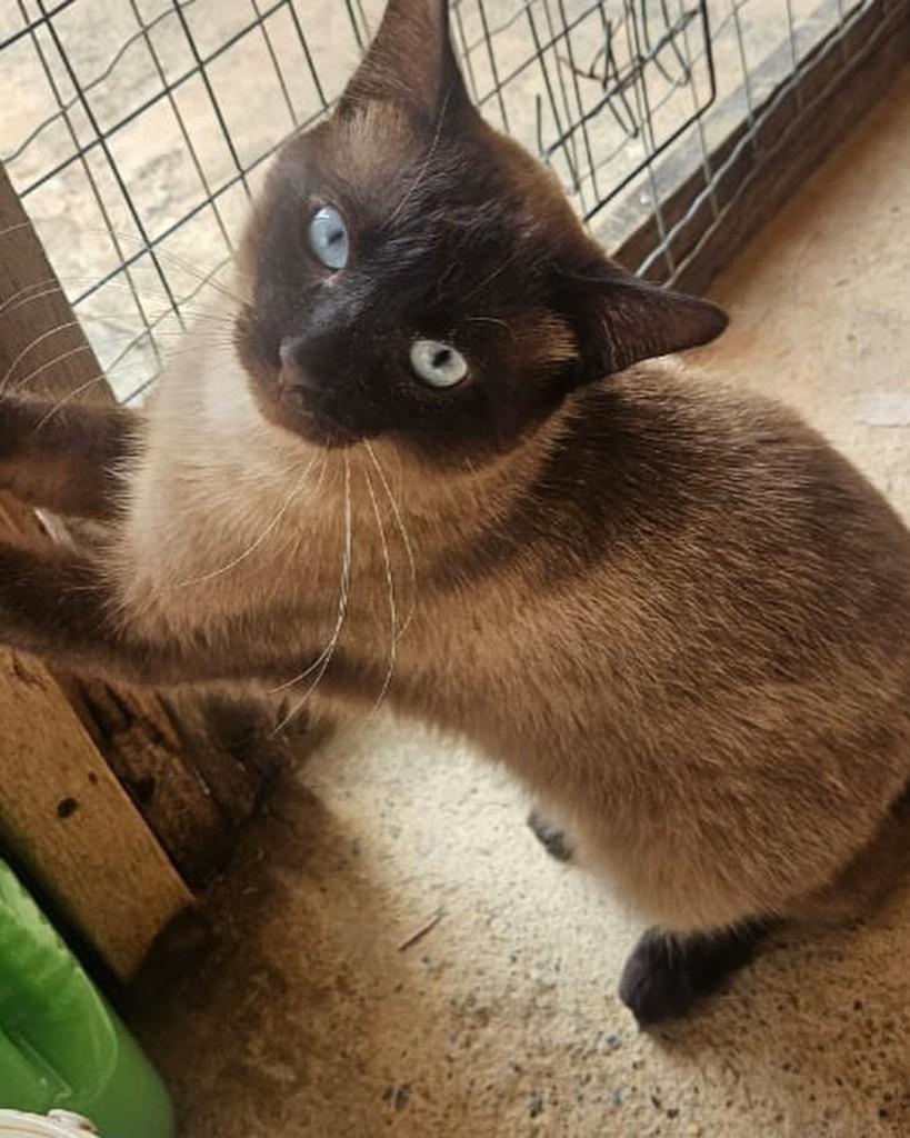 Júlio, gato de porte médio para adoção em Sorocaba - SP
