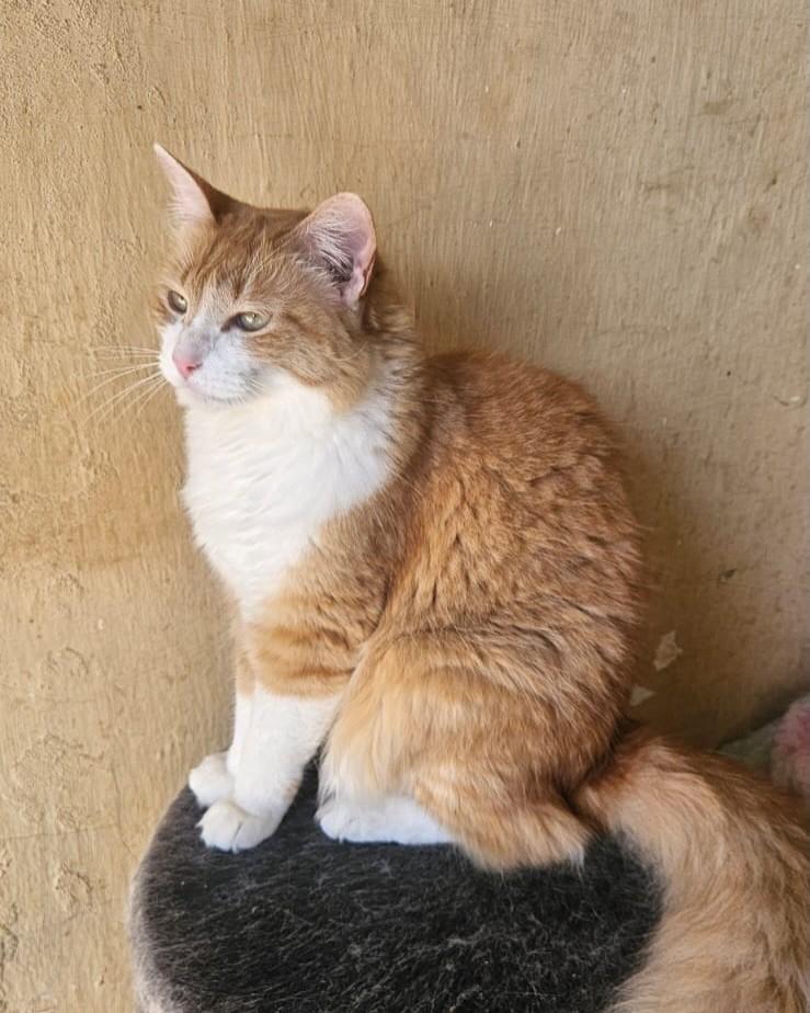 Lola, gata de porte médio para adoção em Sorocaba - SP