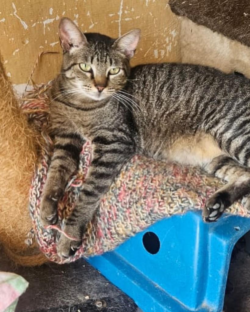 Tigresa, gata de porte médio para adoção em Sorocaba - SP