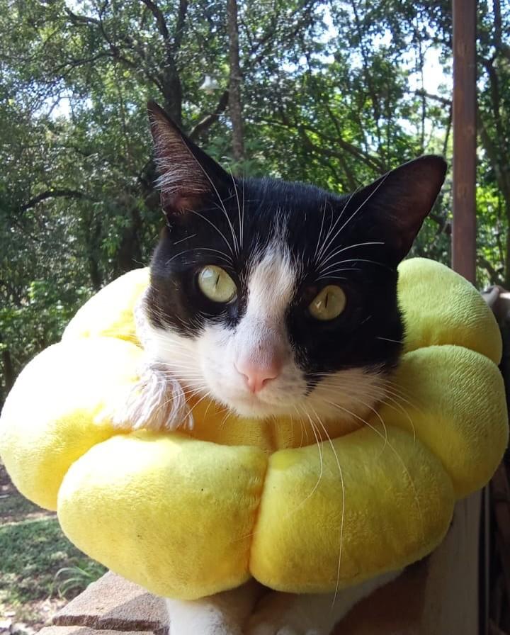 Pingo, gato de porte pequeno para adoção em Sorocaba - SP