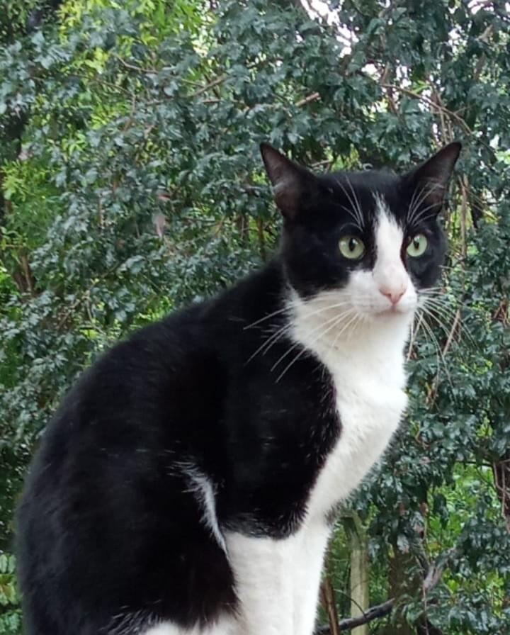 Pingo, gato de porte pequeno para adoção em Sorocaba - SP — foto 2 de 3