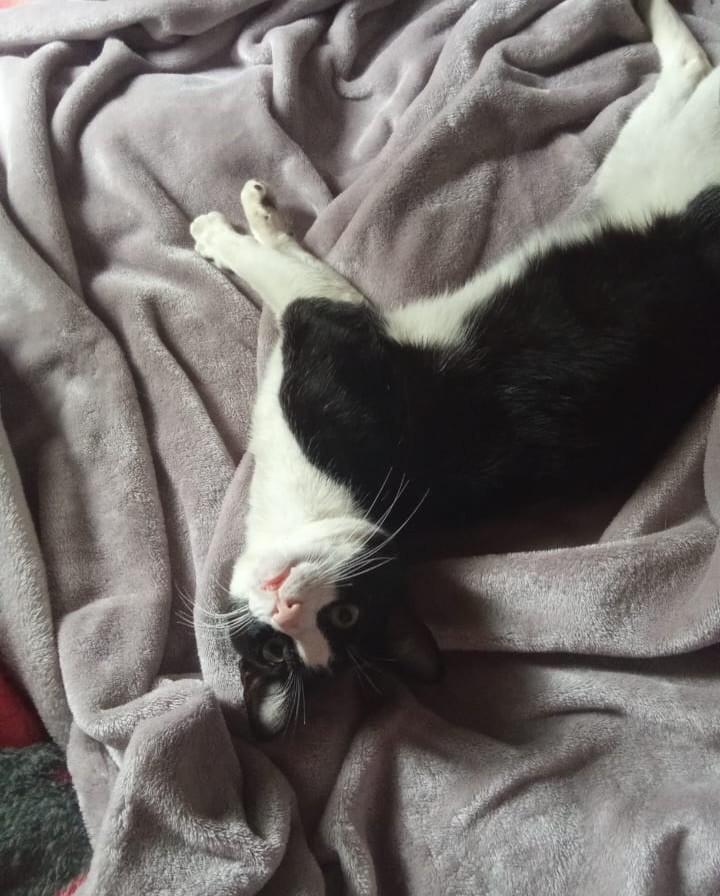 Pingo, gato de porte pequeno para adoção em Sorocaba - SP — foto 3 de 3