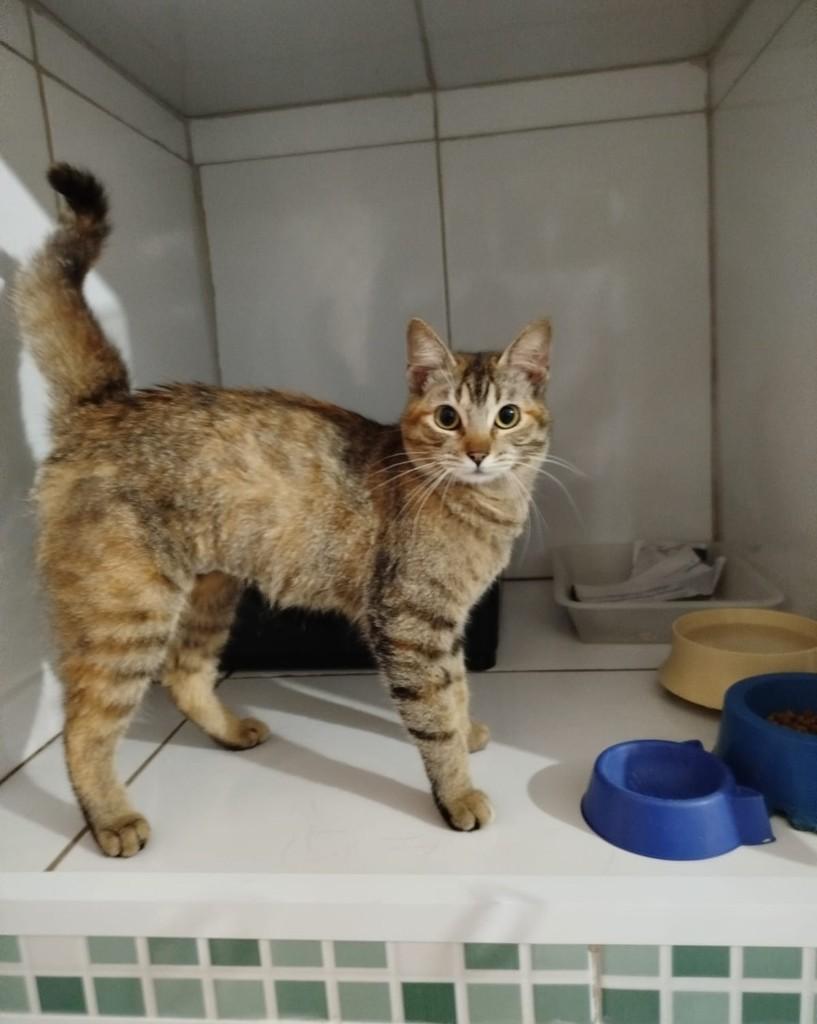 Pipa, gata de porte pequeno para adoção em Sorocaba - SP