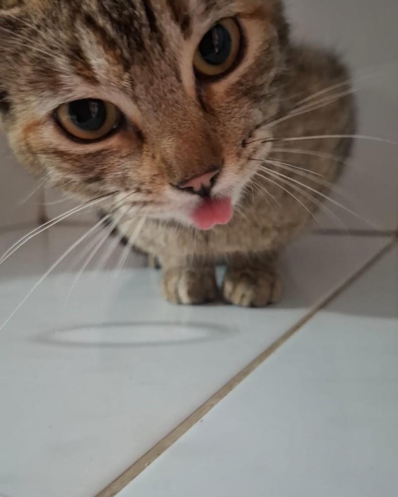 Pipa, gata de porte pequeno para adoção em Sorocaba - SP — foto 2 de 4