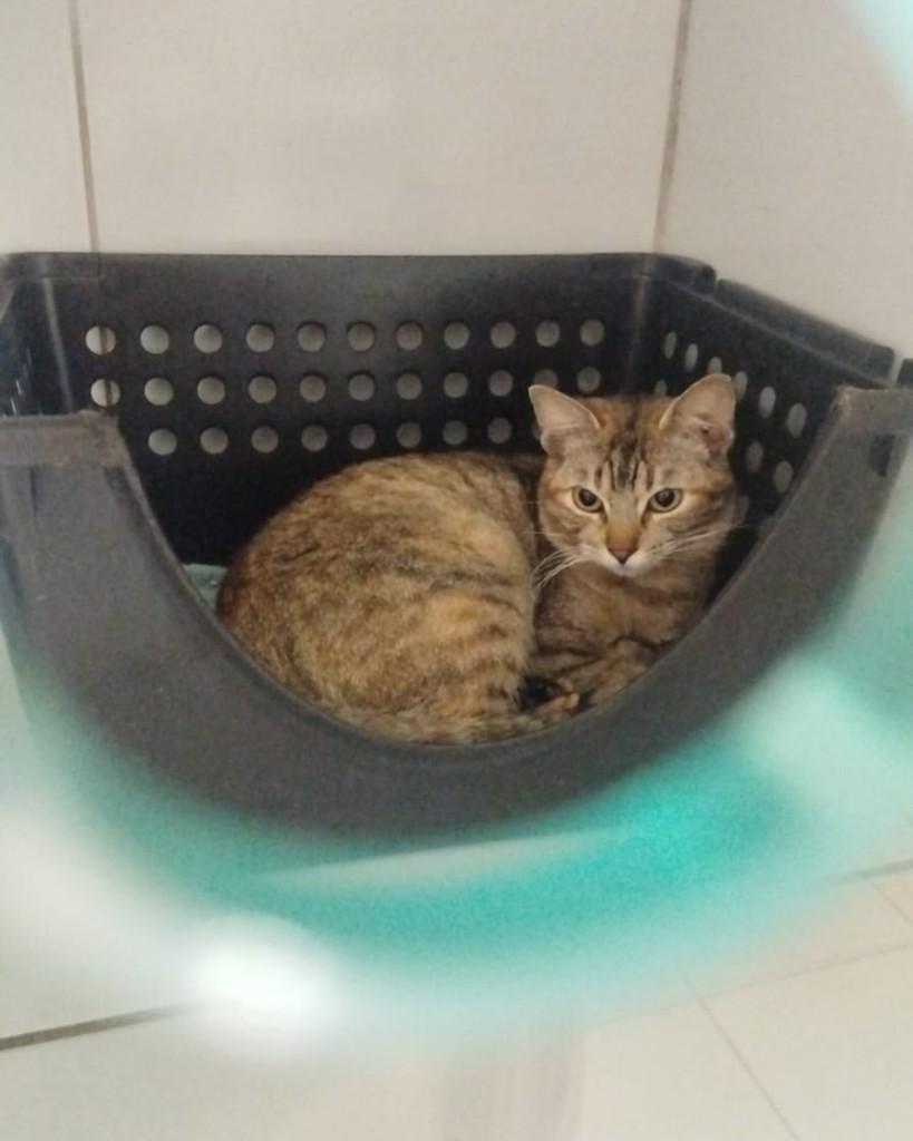 Pipa, gata de porte pequeno para adoção em Sorocaba - SP — foto 3 de 4