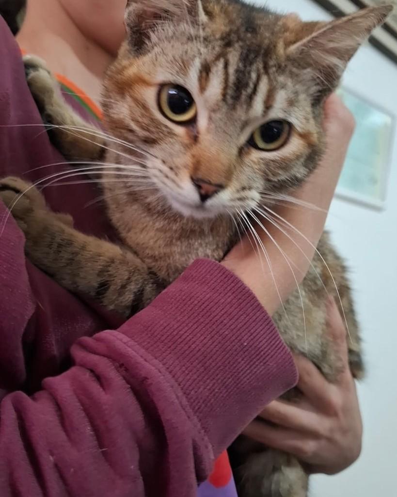 Pipa, gata de porte pequeno para adoção em Sorocaba - SP — foto 4 de 4