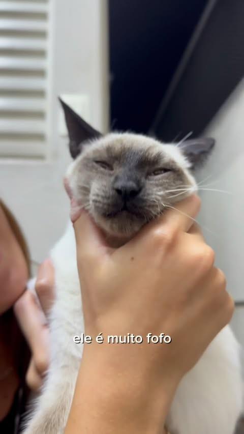 Nori, gato de porte pequeno para adoção em Sorocaba - SP