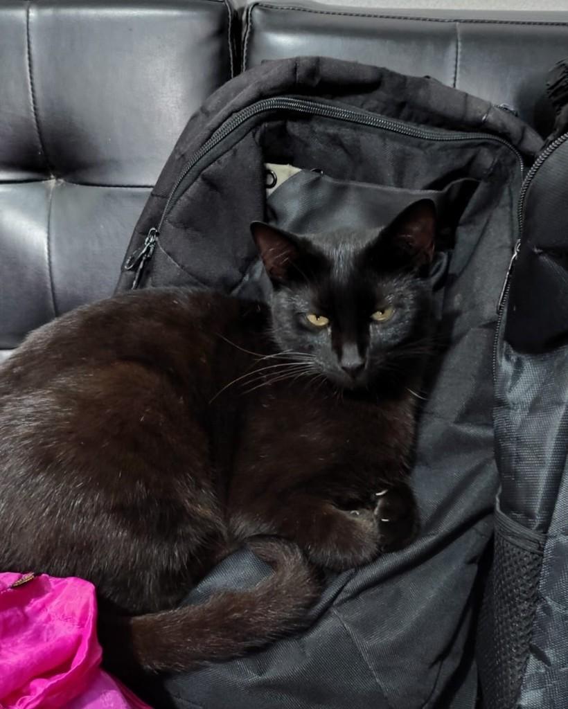 Rumi, gata para adoção em Sorocaba - SP