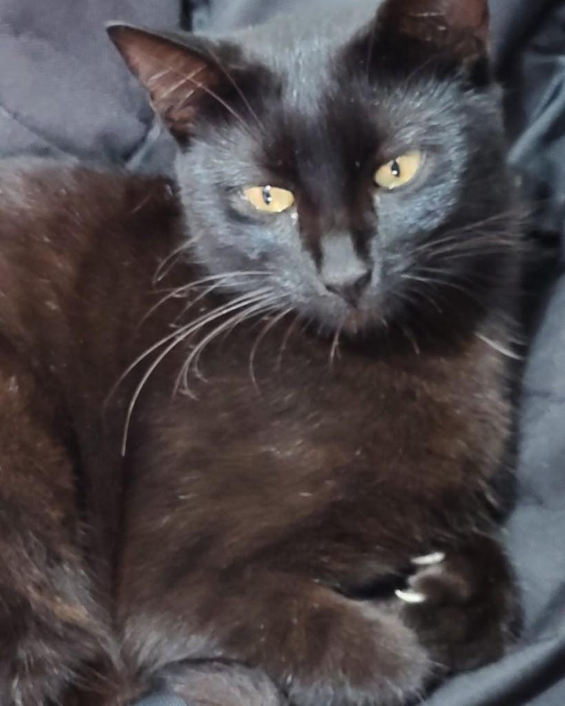 Rumi, gata para adoção em Sorocaba - SP — foto 2 de 3