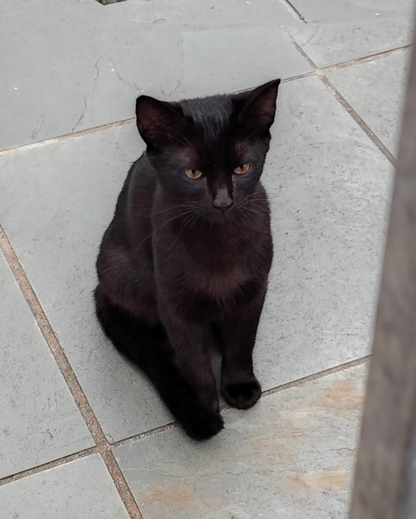Rumi, gata para adoção em Sorocaba - SP — foto 3 de 3