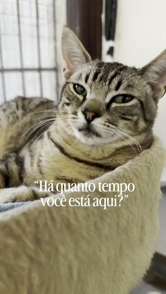 Fredinho, gato de porte médio para adoção em Porto Alegre - RS