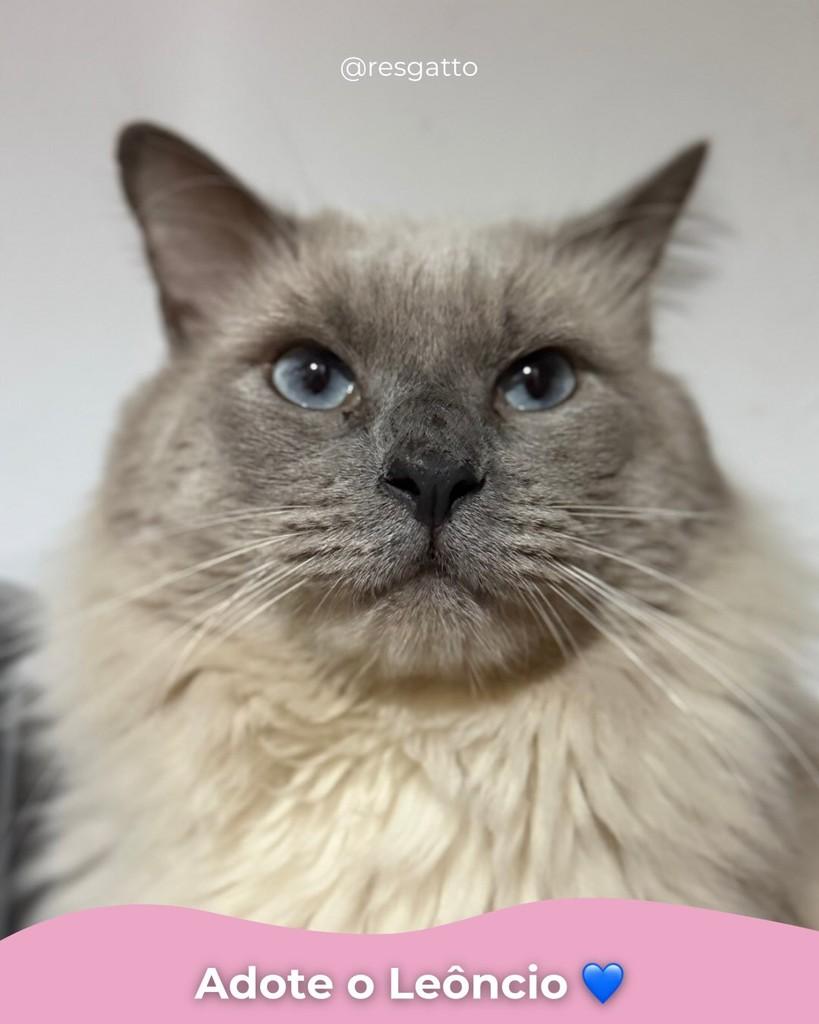 Leôncio, gato para adoção em Porto Alegre - RS