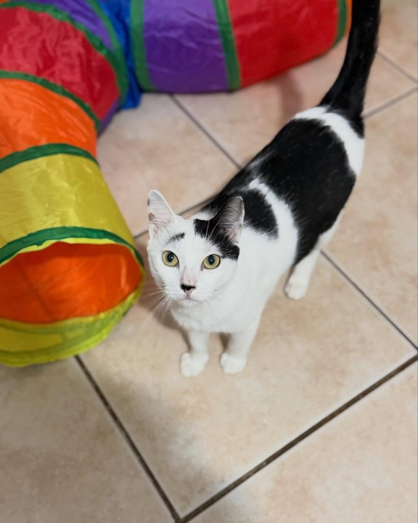 Maneko, gato de porte médio para adoção em Porto Alegre - RS
