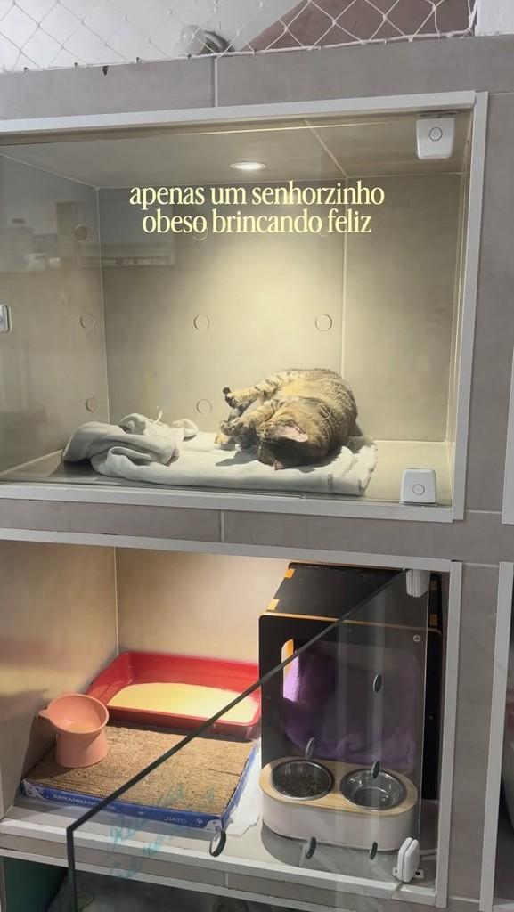 Betão, gato de porte grande para adoção em Porto Alegre - RS
