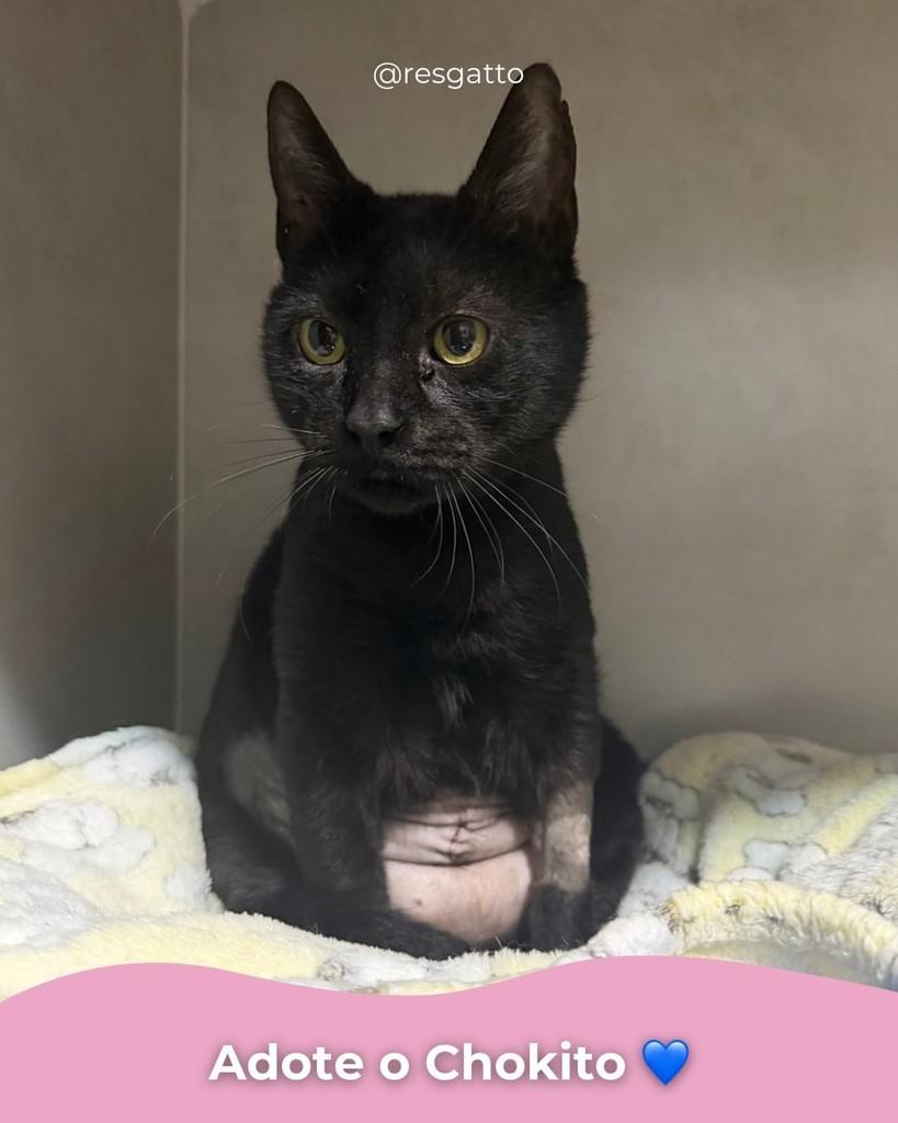 Chokito, gato de porte pequeno para adoção em Porto Alegre - RS
