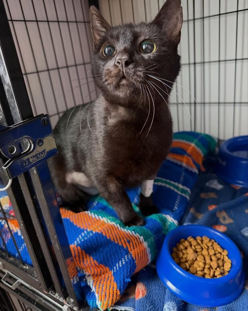 Chokito, gato de porte pequeno para adoção em Porto Alegre - RS — foto 2 de 3