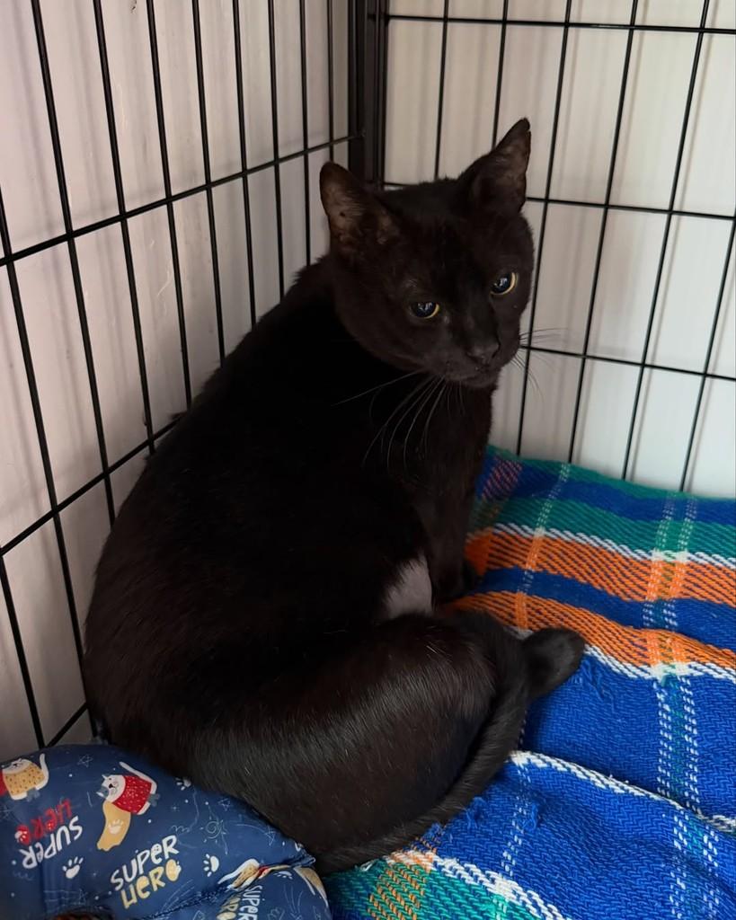Chokito, gato de porte pequeno para adoção em Porto Alegre - RS — foto 3 de 3