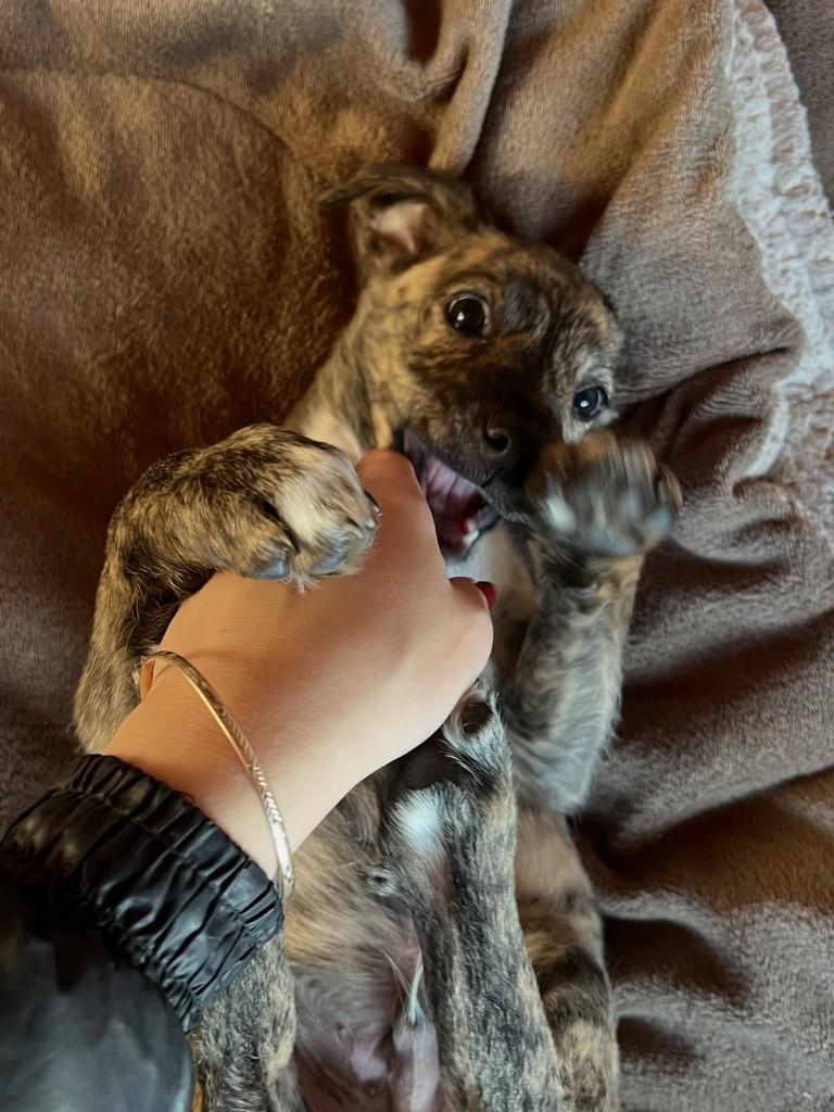 Drac, cachorro de porte médio para adoção em Venâncio Aires - RS