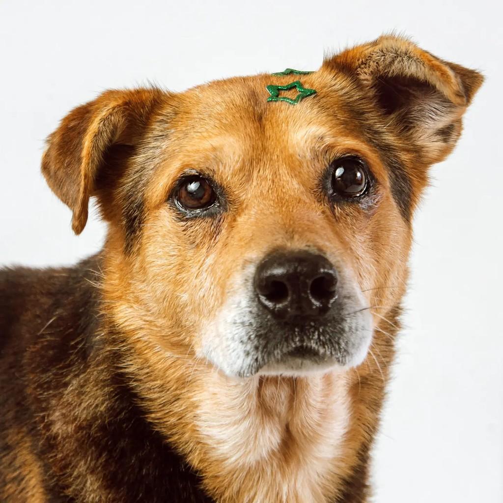 Bob, cachorro de porte médio para adoção em Venâncio Aires - RS