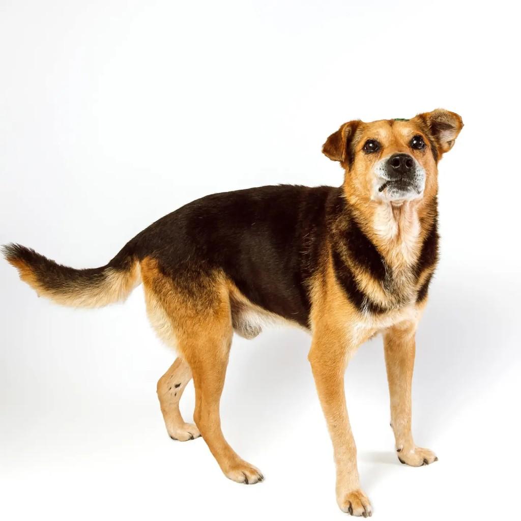 Bob, cachorro de porte médio para adoção em Venâncio Aires - RS — foto 2 de 6