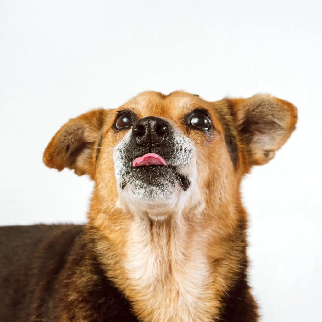 Bob, cachorro de porte médio para adoção em Venâncio Aires - RS — foto 3 de 6