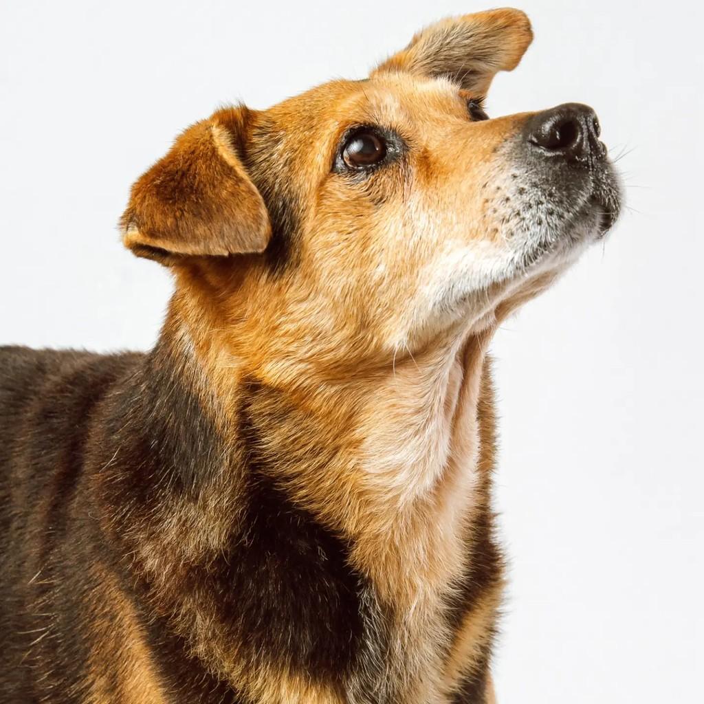 Bob, cachorro de porte médio para adoção em Venâncio Aires - RS — foto 4 de 6