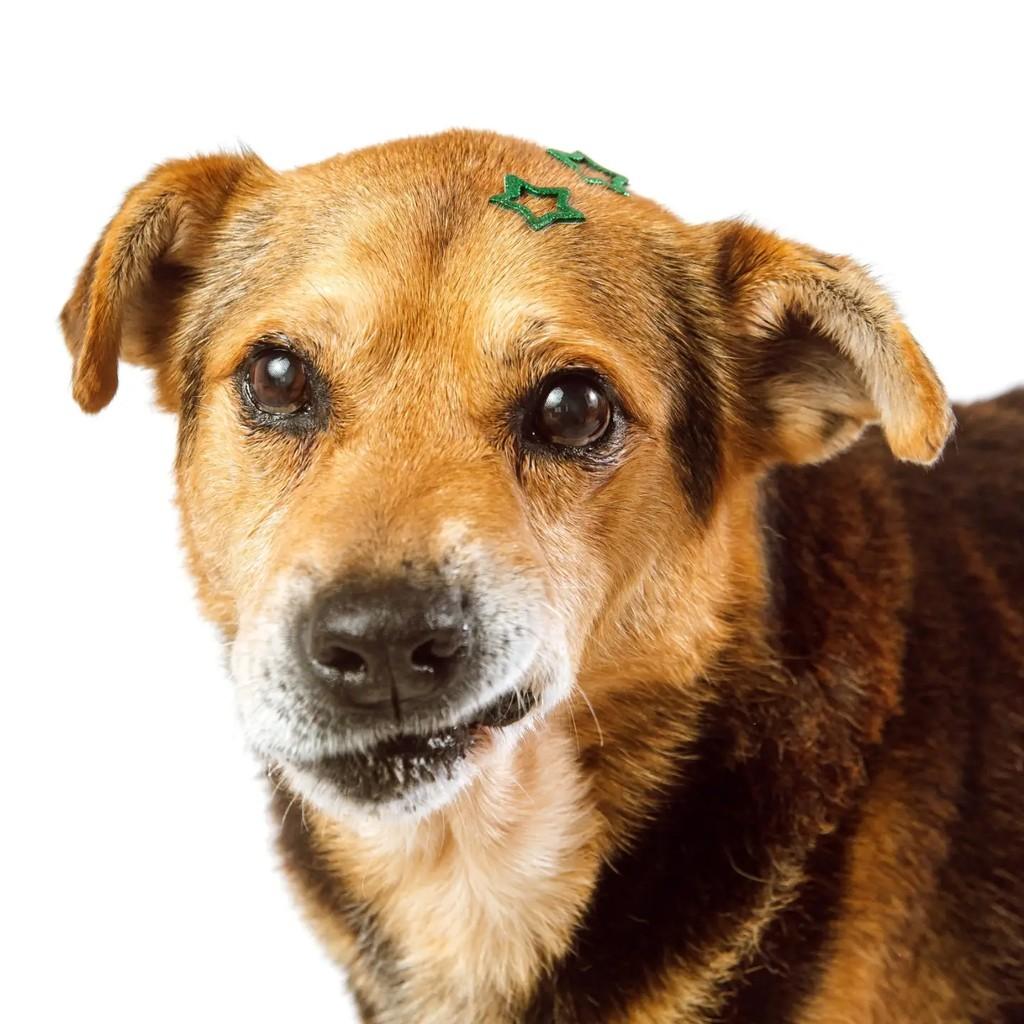 Bob, cachorro de porte médio para adoção em Venâncio Aires - RS — foto 5 de 6