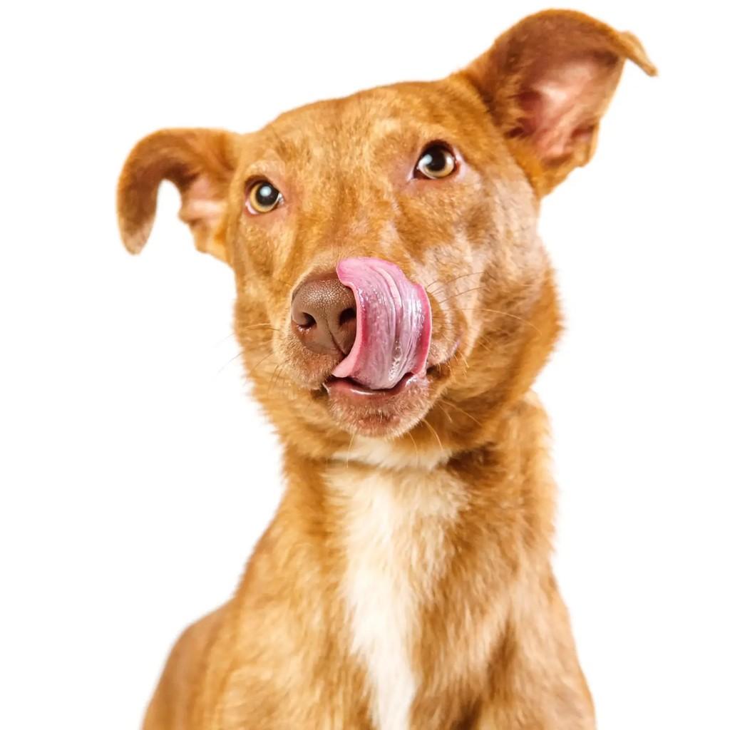 Caetano, cachorro de porte médio para adoção em Venâncio Aires - RS