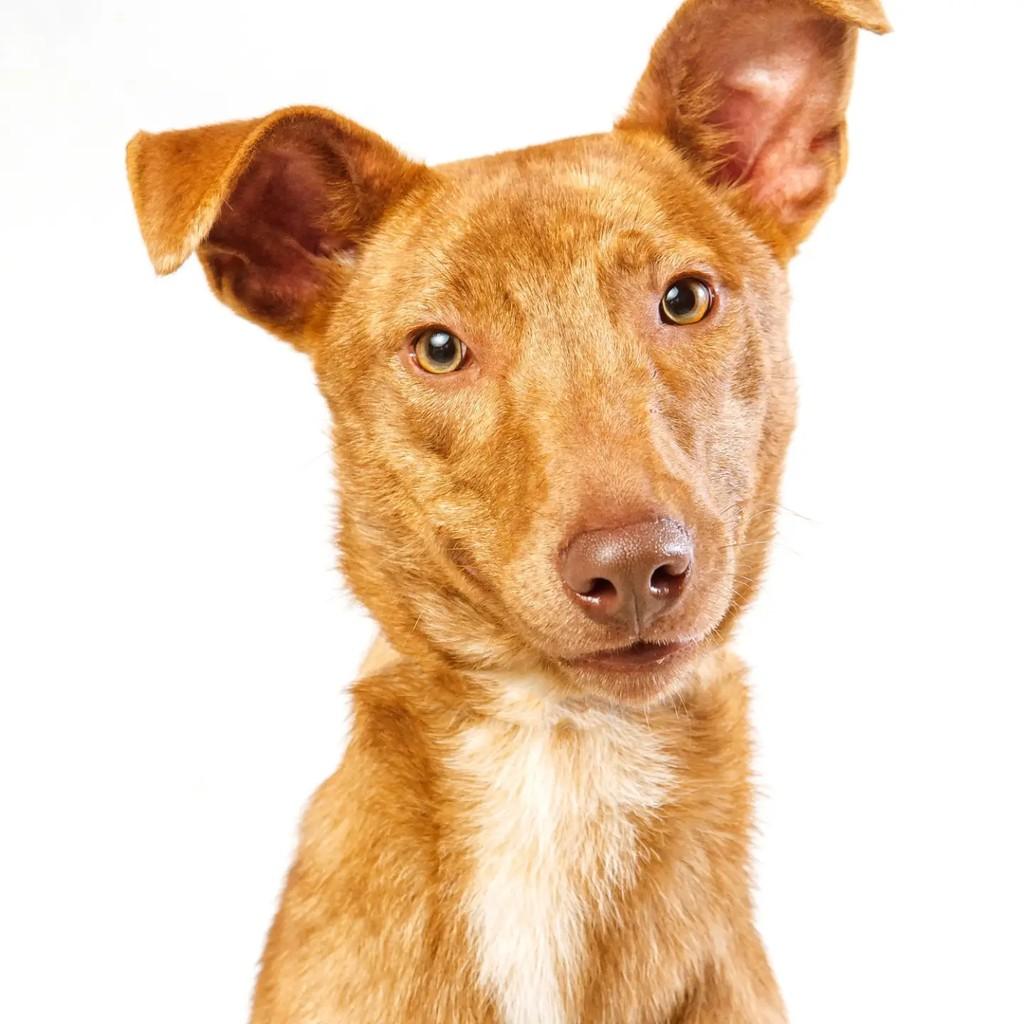 Caetano, cachorro de porte médio para adoção em Venâncio Aires - RS — foto 3 de 7