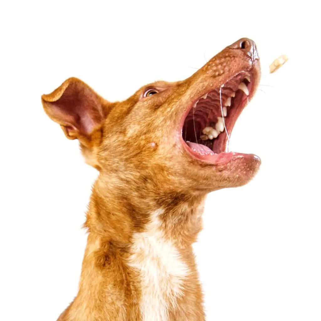 Caetano, cachorro de porte médio para adoção em Venâncio Aires - RS — foto 4 de 7