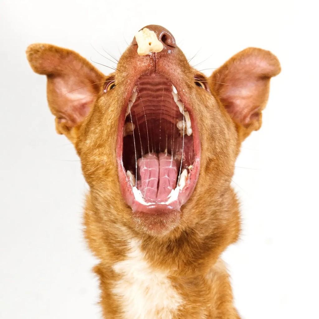 Caetano, cachorro de porte médio para adoção em Venâncio Aires - RS — foto 5 de 7