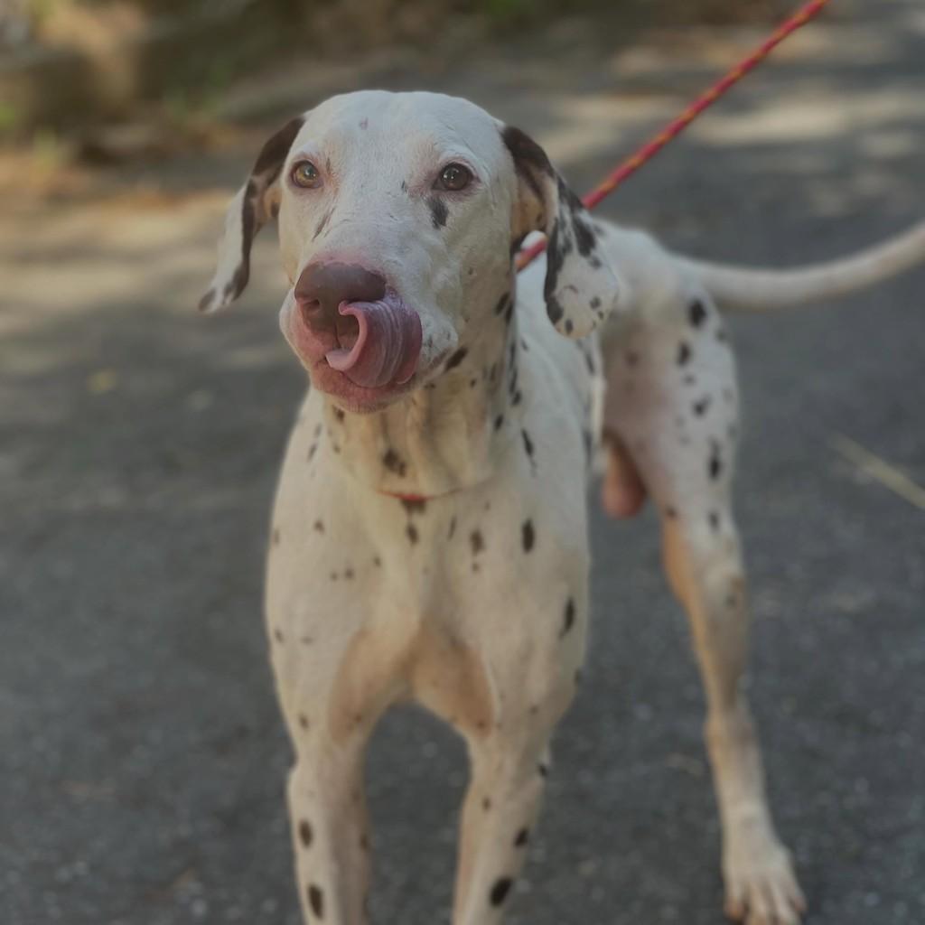 Tibério, cachorro de porte grande para adoção em Ibiúna - SP