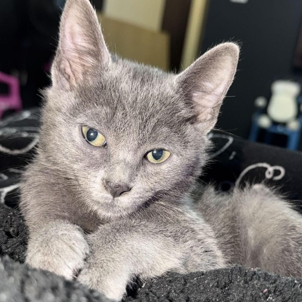Bluey, gato de porte médio para adoção em Vargem Grande Paulista - SP